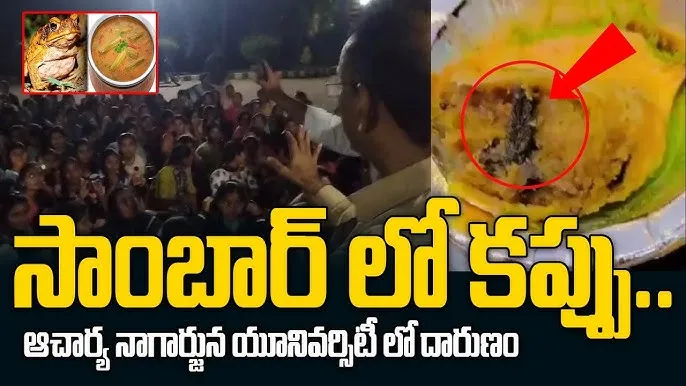 సాంబర్‌ లో కప్ప