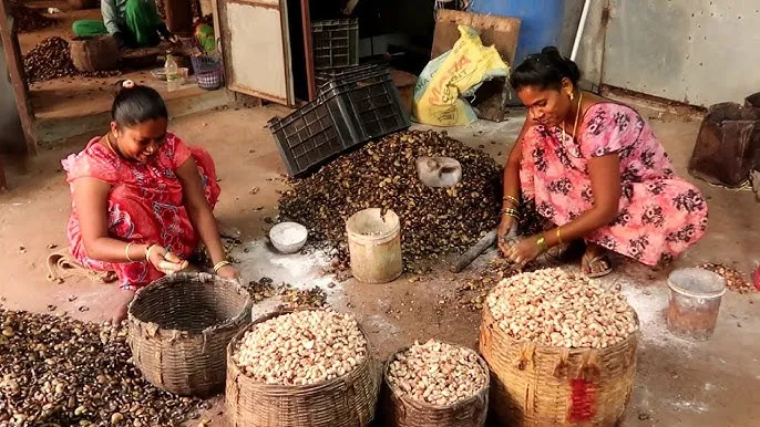 Farmers are scared of snow in January:  శ్రీకాకుళంలో జీడీపప్పు రైతులకు టెన్షన్‌