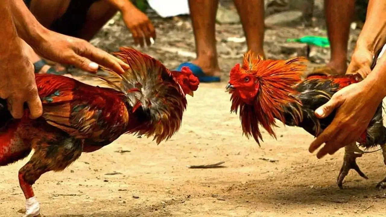 Sankranthi Cock Fight: హైకోర్టు ఆంక్షలున్నా కోడి పందాలు పెట్టి తీరతాం..నీయవ్వ తగ్గేదే లే..!