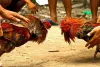 Sankranthi Cock Fight: హైకోర్టు ఆంక్షలున్నా కోడి పందాలు పెట్టి తీరతాం..నీయవ్వ తగ్గేదే లే..!