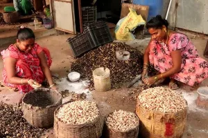 Farmers are scared of snow in January:  శ్రీకాకుళంలో జీడీపప్పు రైతులకు టెన్షన్‌