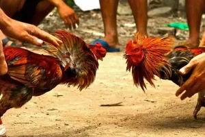 Sankranthi Cock Fight: హైకోర్టు ఆంక్షలున్నా కోడి పందాలు పెట్టి తీరతాం..నీయవ్వ తగ్గేదే లే..!